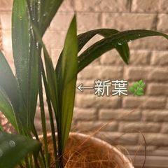 ❇️ちょっとしたスペースにぴったり✨な観葉植物【アレカヤシ】✨の画像
