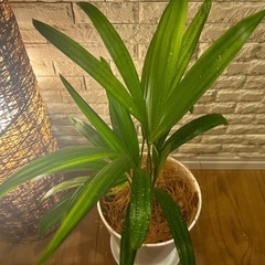 ❇️ちょっとしたスペースにぴったり✨な観葉植物【アレカヤシ】✨の画像