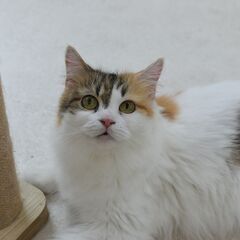 里親募集中！2歳足長マンチカン♀キャリコ