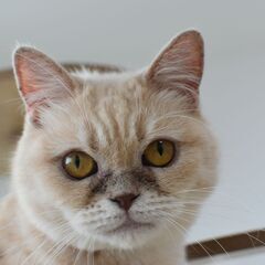 里親募集中！2歳足長ミヌエット♀クリームタビー