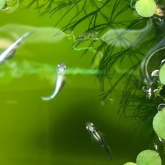 🔷♦︎清流きりゅう♦︎🔷針子🪡40匹の画像