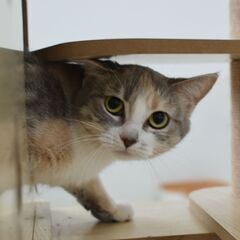 里親募集中！2歳足長マンチカン♀ダイリュートキャリコ②