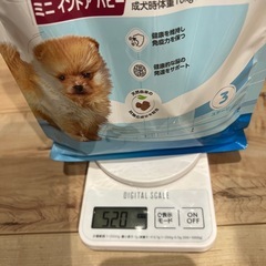ロイヤルカナン ミニインドアパピーの画像