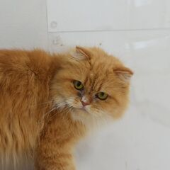 里親募集中！1歳スコテッシュフォールド♀レッドタビー ＆ホワイト