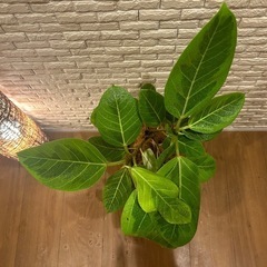 ❇️ 和モダン空間に映える✨観葉植物【ゴムの木】✨の画像