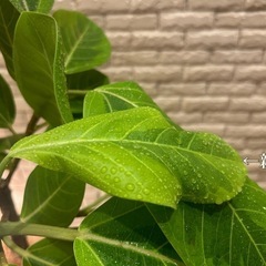 ❇️ 和モダン空間に映える✨観葉植物【ゴムの木】✨の画像
