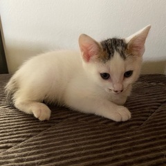５月生まれの猫　里親募集です。