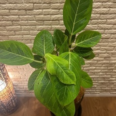 ❇️ 和モダン空間に映える✨観葉植物【ゴムの木】✨の画像