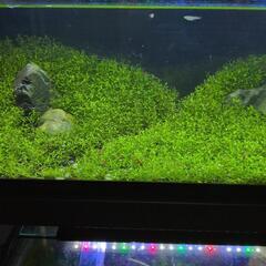 ◆◇赤いミナミヌマエビ◆◇ (約)1.5〜2.0㎝(水草･餌付き)の画像