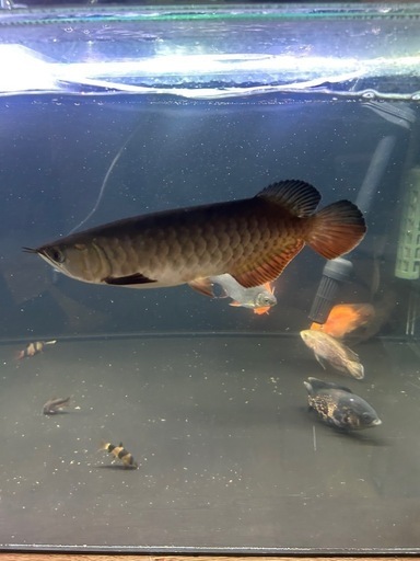 すみません、
売れました。