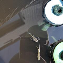 サボテンダルマ(ヒレ長)の稚魚の画像