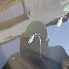 サボテンダルマ(ヒレ長)の稚魚の画像