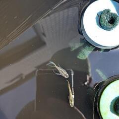サボテンダルマ(ヒレ長)の稚魚の画像