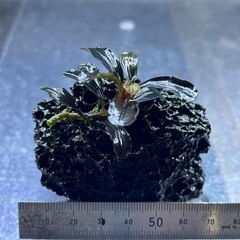 ブセファランドラsp クダガン溶岩石 活着②
の画像