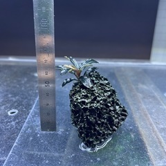 ブセファランドラsp クダガン溶岩石 活着②
の画像