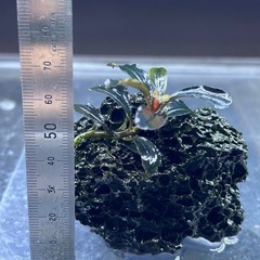 ブセファランドラsp クダガン溶岩石 活着②
の画像