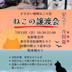 夜の譲渡会《１》かすがい地域ねこの会