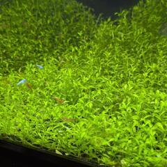 ◆◇赤いミナミヌマエビ(稚エビ)10匹◆◇  ◎水草付きの画像