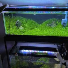 ◆◇赤いミナミヌマエビ(稚エビ)10匹◆◇  ◎水草付きの画像