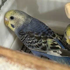 セキセイインコ　ファロースプリット　オパーリン　メス