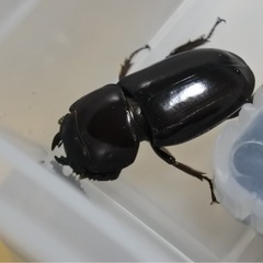 ダイトウヒラタ　♀単
の画像