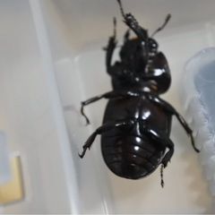 ダイトウヒラタ　♀単
の画像