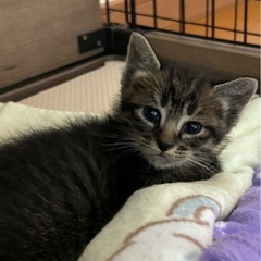 大事に育てられた黒虎ちゃん【ただいま保留中】