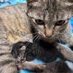 大事に育てられた黒虎ちゃん