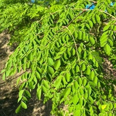 モリンガ 生葉