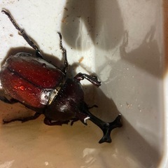 残りわずか！カブトムシ
ペアの画像