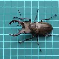 ＊決定済み  ミヤマクワガタ 3♂2♀の画像