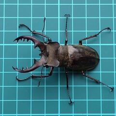 ＊決定済み  ミヤマクワガタ 3♂2♀の画像