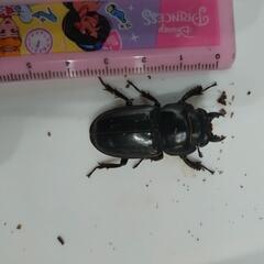 お値下げ！ホンドヒラタクワガタ　ペアの画像