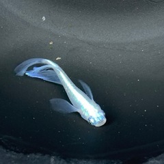 週末限定値下げ　メダカ 瑠璃羽の舞 稚魚5匹の画像