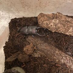 ノコギリクワガタ　お手頃価格ですの画像