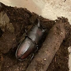 ノコギリクワガタ　お手頃価格ですの画像
