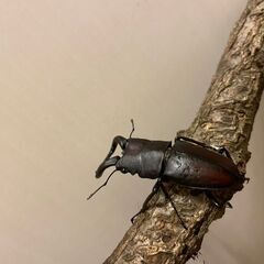 ノコギリクワガタ　お手頃価格ですの画像