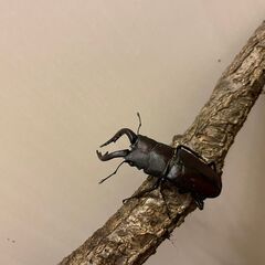 ノコギリクワガタ　お手頃価格ですの画像