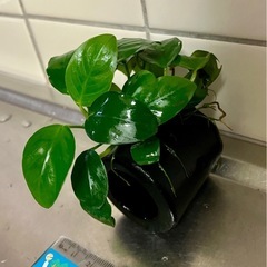 アヌビウスナナ　ミニ① / 水草　水槽　アクアリウム　熱帯魚の画像