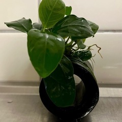 アヌビウスナナ　ミニ① / 水草　水槽　アクアリウム　熱帯魚の画像