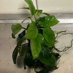 アヌビウスナナ　ミニ② / 流木　水草　水槽　アクアリウム　熱帯魚 の画像