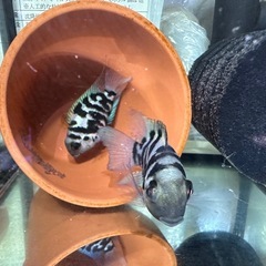 🐠産卵経験済 ブルータイガーパロット 完全ペア 　1ペア1,000円 熱帯魚 シクリッド ゼブラパロット の画像