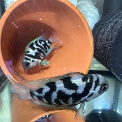 🐠産卵経験済 ブルータイガーパロット 完全ペア 　1ペア1,000円 熱帯魚 シクリッド ゼブラパロット の画像