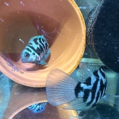 🐠産卵経験済 ブルータイガーパロット 完全ペア 　1ペア1,000円 熱帯魚 シクリッド ゼブラパロット の画像
