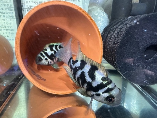 コンビクトシクリッド　ペア　産卵経験済み 妻への愛、最高♡ 魚も「思いやり」 雌には餌、雄にはいけず | 毎日新聞