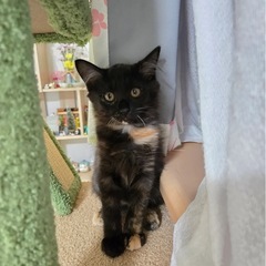 サビちゃんとキジトラちゃんの里親募集