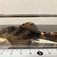 【値下げしました】タイガーフィンサタンプレコの画像