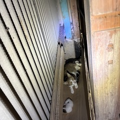 子猫の里親募集中です