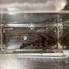 【値下げしました】ディアブロトリムプレコの画像