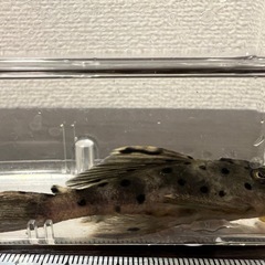 【値下げしました】ディアブロトリムプレコの画像